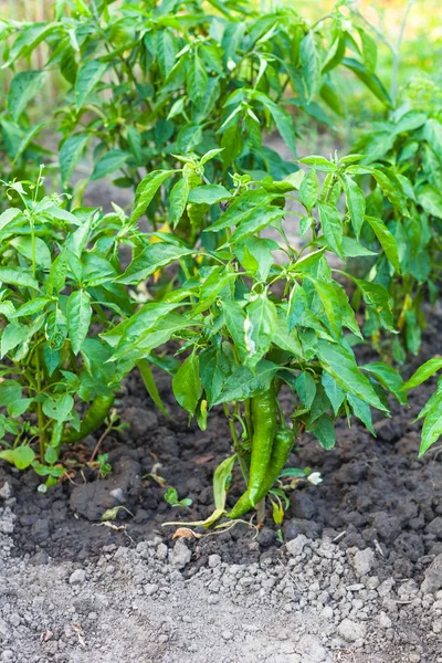 Green chilli pepper bush on beds in garden — Stock Photo, Image