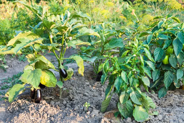Paprika en aubergine struiken in de tuin bedden — Stockfoto