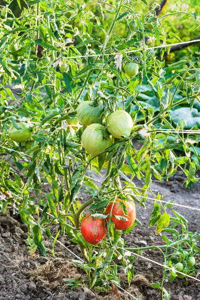 Ripening tomato fruits on bushes in evening — Stock Photo, Image
