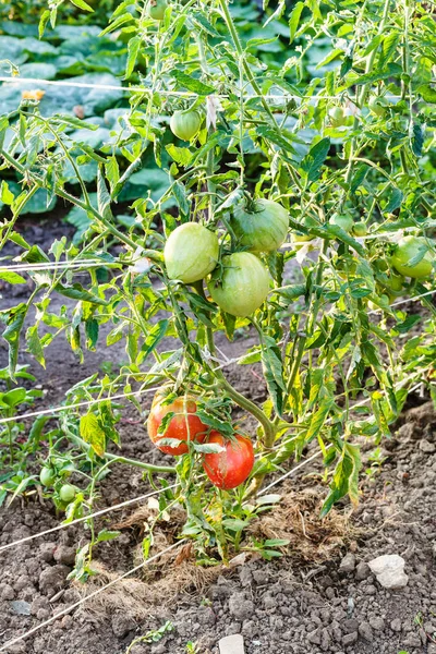 Ripening tomatoes on bushes in garden in evening — Stock Photo, Image
