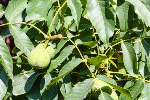 Walnut fruits in green leaves on tree in summer — Stock Photo, Image