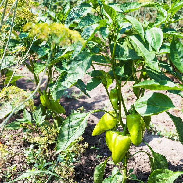 Paprika buskar på trädgård sängar i sommar — Stockfoto