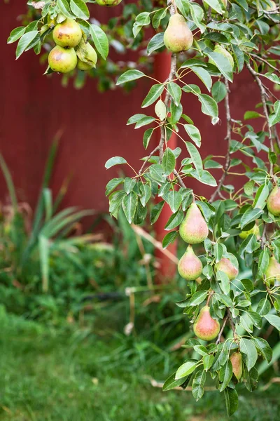 Rameau de poirier avec des fruits sur la cour — Photo