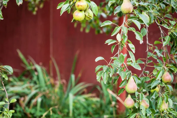 Branche de poirier avec des fruits sur la cour — Photo