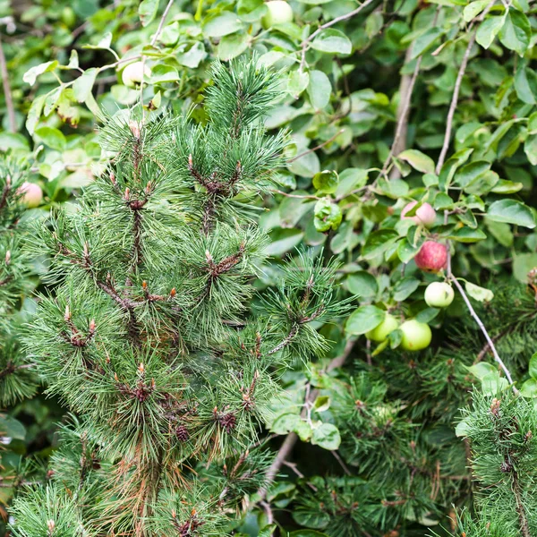 Ramo di pino e meli in giardino — Foto Stock