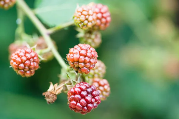 Unreife Brombeeren auf Zweigen im Sommer aus nächster Nähe — Stockfoto