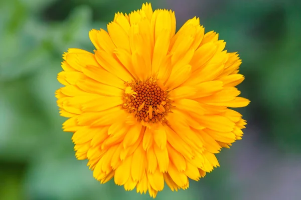 Bovenaanzicht van gele Calendula bloem close-up — Stockfoto