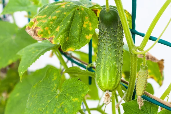 Grüne Gurke auf Büschen im Gewächshaus aus nächster Nähe — Stockfoto