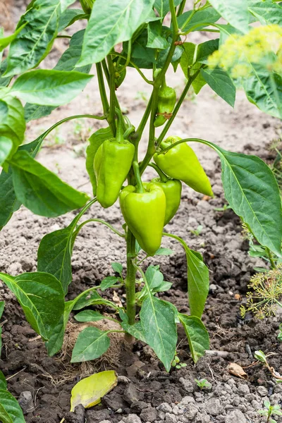 ripe pods of sweet pepper on bush in garden
