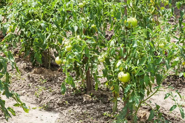 Tomato bushes in garden in summer season — Stock Photo, Image