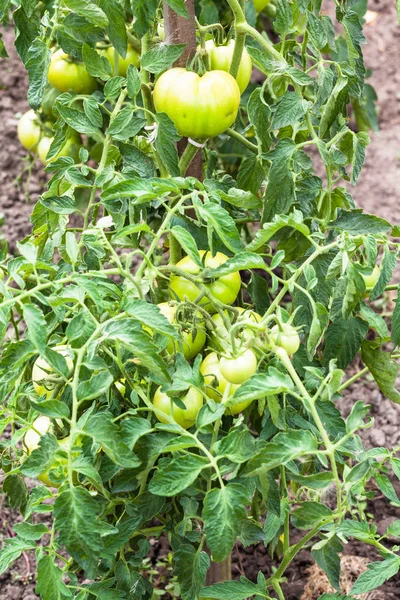 Green tomatoes on bush in garden in summer — Stock Photo, Image