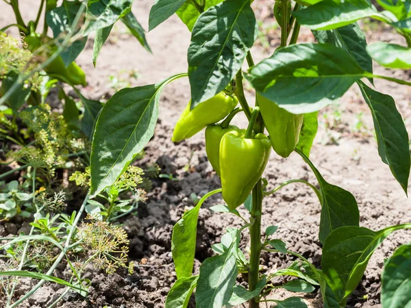 Mogna baljor av paprika på buske i trädgården — Stockfoto