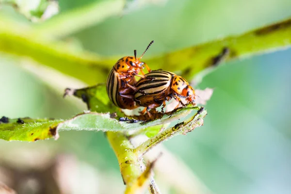 Pair of colorado potato bugs on potato bush — Stock Photo, Image