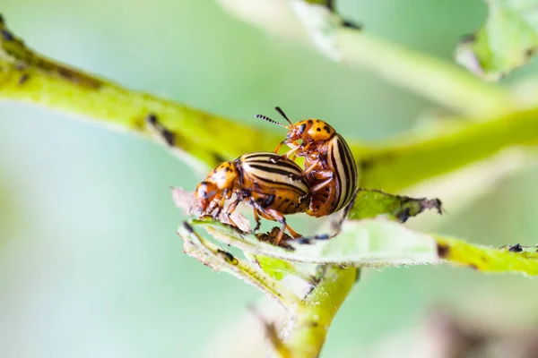 Pair of colorado potato beetles on potato bush — Stock Photo, Image