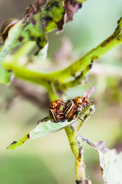 Couple of colorado potato bugs on potato bush — Stock Photo, Image
