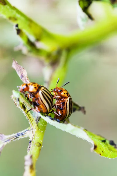 Two colorado potato beetles on potato bush — Stock Photo, Image