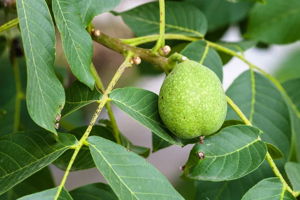Fruto de nuez verde en el árbol en temporada de verano — Foto de Stock