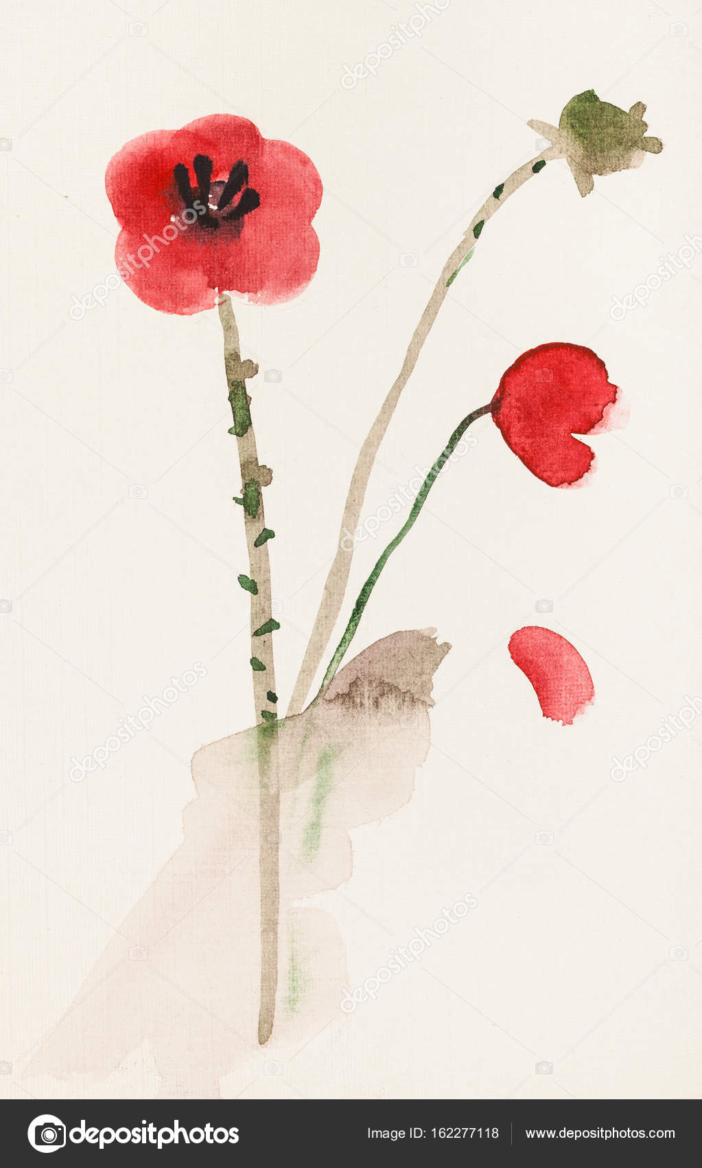 Sketch Of Red Poppy Flowers Stock Photo Image By C Vvoennyy