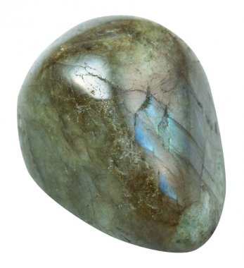 taş izole cilalı labrador (Labrador)