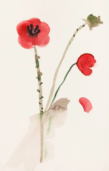 素描红罂粟花朵 — 图库照片