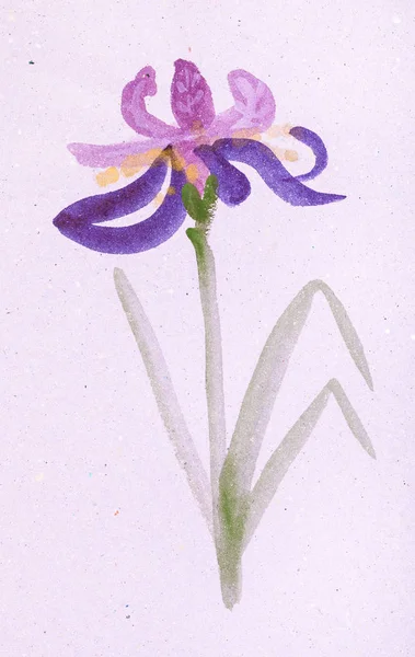 Iris blomma på rosa färgat papper — Stockfoto