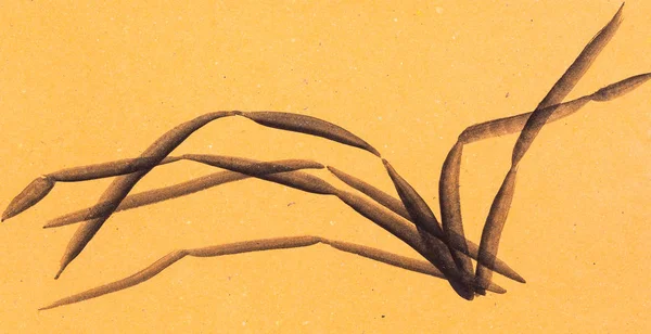 Esboço de grama em papel de cor laranja — Fotografia de Stock