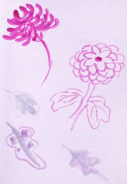 Sketches of chrysanthemum flowers — Stock Photo, Image