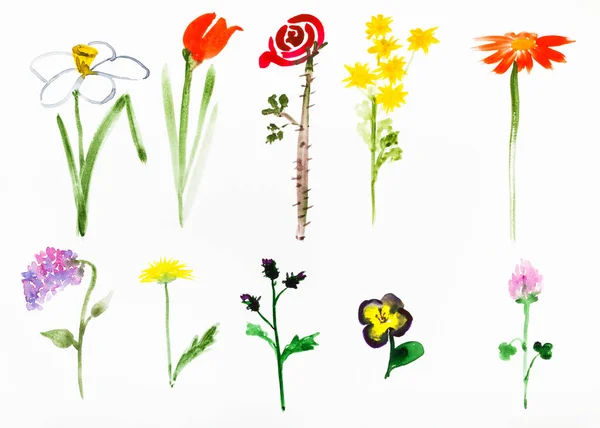 Various flowers hand painted on white paper — Stock Photo, Image