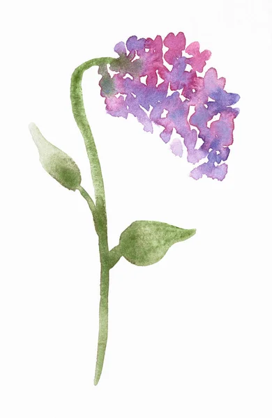 Twig of Syringa (lilac) plant on white paper — Stock Photo, Image