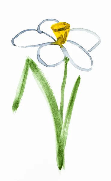 Narcissus flower hand painted on white paper — Stock Photo, Image