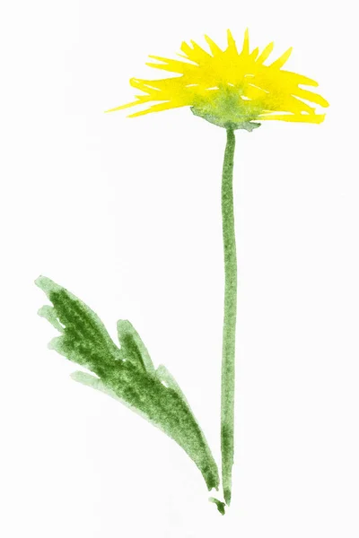 Yellow dandelion flower painted on white paper — Stock Photo, Image