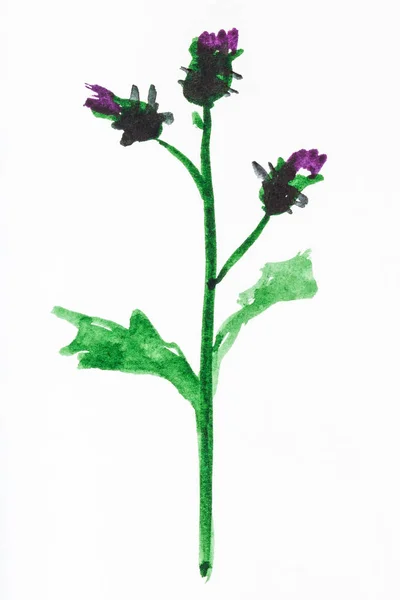 Thistle flowers hand painted on white paper — Stock Photo, Image