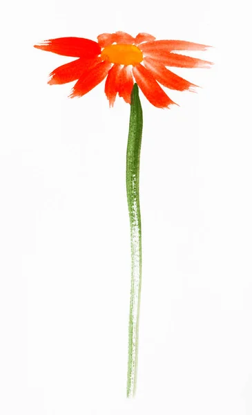 Red gerbera flower hand painted on white paper — Stock Photo, Image