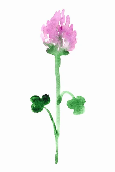Pink clover flower hand painted on white paper — Stock Photo, Image