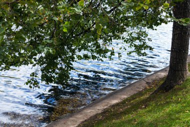 Moskova'da temiz göletler sahildeki ağaç