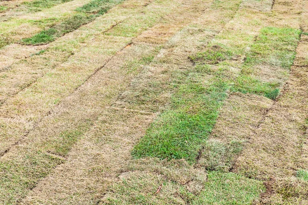 Pedaços secos de relva colocada no campo — Fotografia de Stock