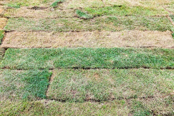 New slices of turf laid on the field — Stock Photo, Image