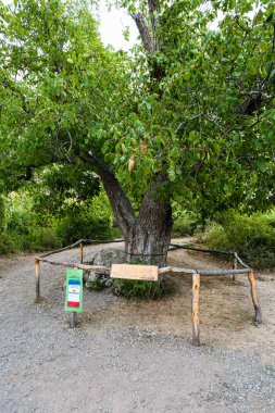 ceviz ağacı doğal park hayaletler Vadisi