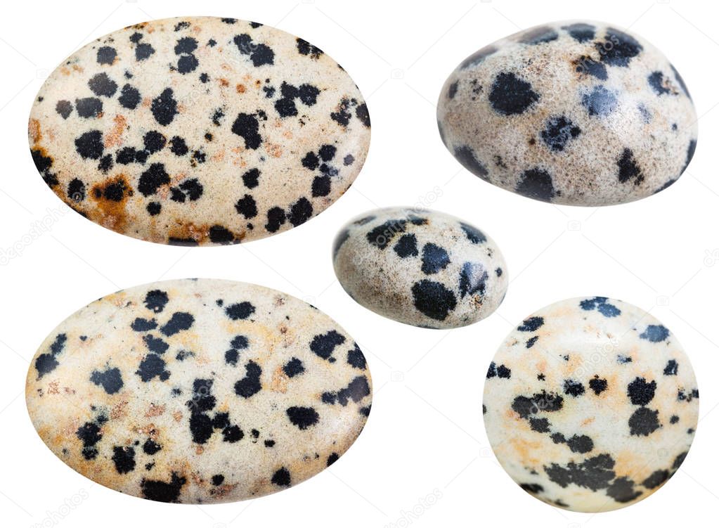 various tumbled natural mineral Dalmatian Stone