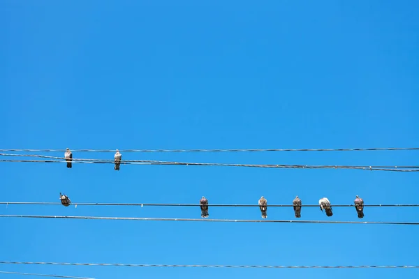 Plusieurs pigeons s'assoient sur des fils électriques — Photo