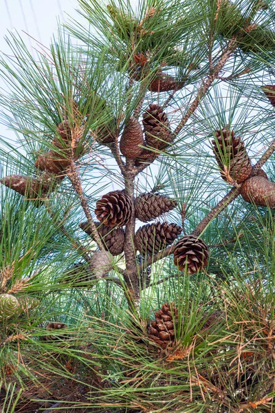 Many cones of Crimean Pine on tree branch — Stock Photo, Image