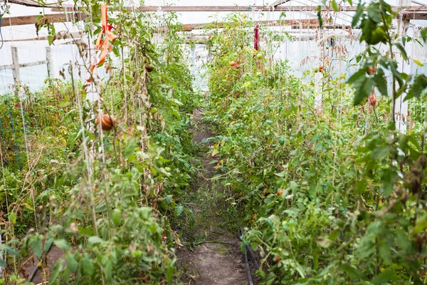 Última cosecha de tomates en invernadero en otoño —  Fotos de Stock