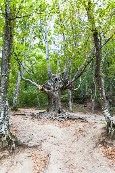 Bizarre tree in woods in Haphal Gorge in Crimea — Stock Photo, Image