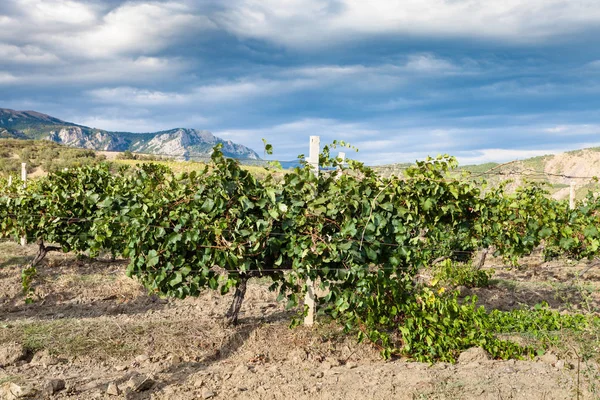 Wijngaard van de producent boerderij Alushta in bergdal — Stockfoto