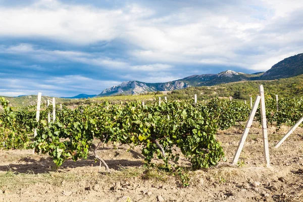 Wijngaard van de producent boerderij Alushta op de Krim — Stockfoto