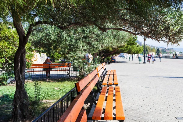 Olive tree over bench on Embankment in Alushta — Stock Photo, Image