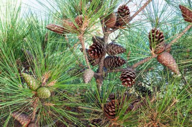 bitki örtüsü ve koniler Kırım çam kapat