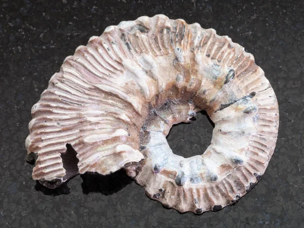 Fossile di ammonite su sfondo scuro — Foto Stock