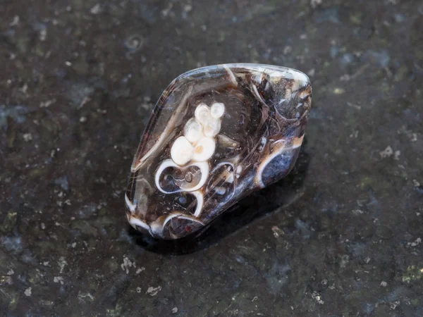 Turritella Tumbled Agate gemme sur sombre — Photo