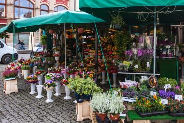 çiçekçi dükkanı Wroclaw City banın Solny meydanında